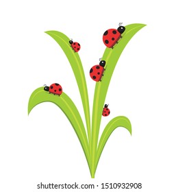 ladybug on leaf. wallpaper. free space for text. background. symbol. ladybug on white background.