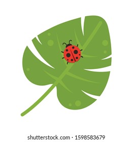 ladybug on leaf. wallpaper. free space for text. background. symbol. ladybug on white background.