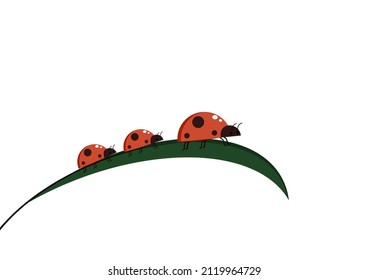 Ladybug on leaf. wallpaper. free space for text. background. symbol. ladybug on white background.