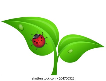 ladybug on a plant