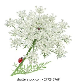 Ladybug Queen Anne's Lace  Hand drawn vector illustration Ladybug crawling the stem wild carrot flower Realistic style  accurate details  white background 
