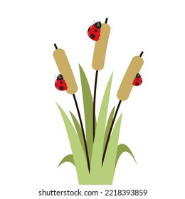 Ladybug on Reed. Reed, Cattail, Cane. Flat Vector Icon illustration. Cartoon grass, reeds and canes isolated on white background.