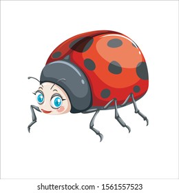 
Ladybug on a white background