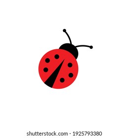 Ladybug on a white background