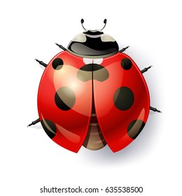 ladybug on white. top view. vector illustration