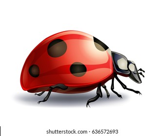 ladybug on white. vector illustration