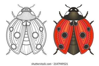 Ladybug. Page of coloring book. Vector illustration isolated on white background.