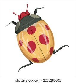 Ladybug pattern on white background. Vector illustration