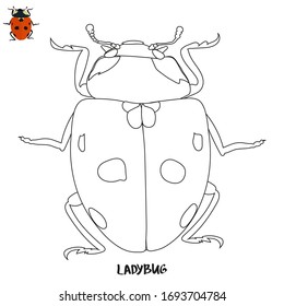 ladybug realistic coloring page vector illustration isolated on white with the example of result and title text below. Zoological concept and insect study.