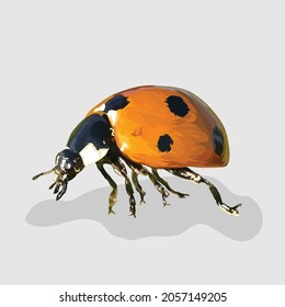 ladybug Realistic hand drawn illustrations and vectors
