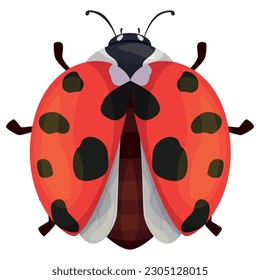 Ladybug red insect with black spots and open wings top view vector flat illustration. Flying wild winged tiny beetle with antennae and paws. Cute bright summer creature small seasonal natural animal