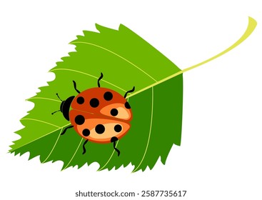 Ladybug resting on a green leaf in a tranquil garden setting during a sunny day