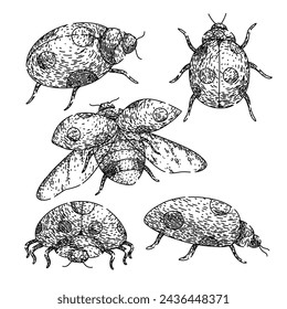 ladybug set hand drawn. ladybird love, bird beetle, set character ladybug vector sketch. isolated black illustration