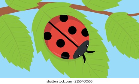 ladybug sitting on a leaf