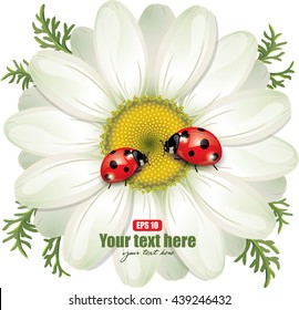 Ladybug sitting on White Daisy, design, vector illustration, eps-10