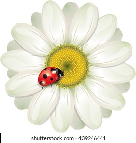 Ladybug sitting on White Daisy, design, vector illustration, eps-10