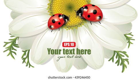 Ladybug sitting on White Daisy, design, vector illustration, eps-10