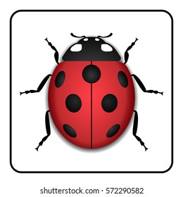 Ladybug kleine Ikone. rotes Damenbugzeichen einzeln auf weißem Hintergrund. 3D-Volumendesign. Geruchiger bunter Ladybird. Insektenkäfer Symbol der Natur, Frühling oder Sommer. Vektorgrafik