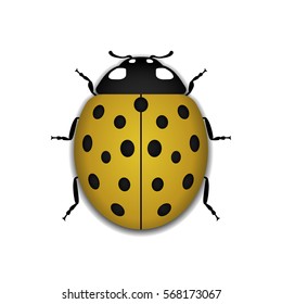 Ladybug small icon. Yellow lady bug sign, isolated on white background. 3d volume design. Cute colorful ladybird. Insect cartoon beetle. Symbol of nature, spring or summer. Vector illustration