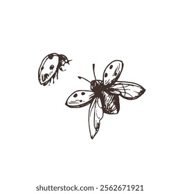 Ladybug with speckles flying with spread wings and wing pads three-quarter view. Line art graphic hand drawn brown ink monochrome. Set of isolated EPS elements vector illustration