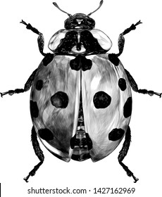 ladybug top view , sketch vector graphics monochrome graphic illustration on white background in sketch style