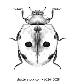 ladybug top view of a symmetric graph sketch vector black and white drawing