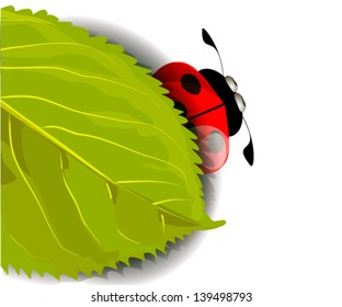 ladybug under a leaf