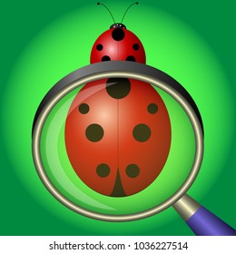 ladybug under magnifying glass on green background. Vector Illustration