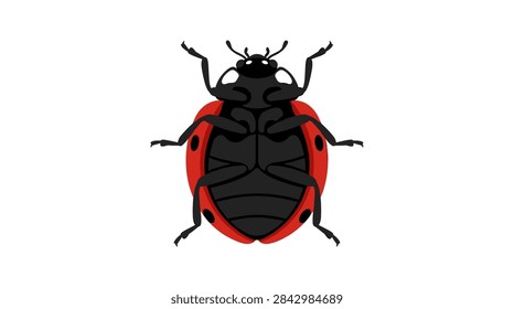 Ladybug underside view vector illustration on white background