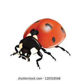 Ladybug in vector