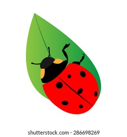 ladybug - vector