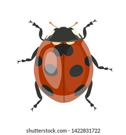 Ladybug. Vector clipart isolated on white background.