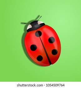 Ladybug vector graphic illustration.