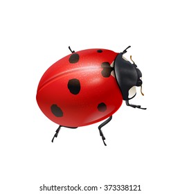 Ladybug vector illustration isolated on white.