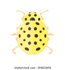 Ladybug. Vector illustration of a lady beetle. Isolated on a white background.