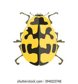 Ladybug. Vector illustration of a lady beetle. Isolated on a white background.