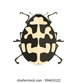 Ladybug. Vector illustration of a lady beetle. Isolated on a white background.