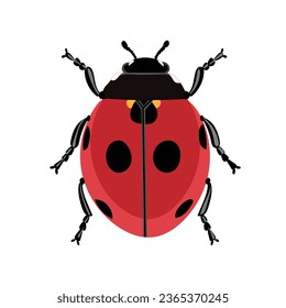Ladybug vector illustration on white backgeound.