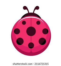 ladybug. vector illustration.bright pink beetle with black spots.