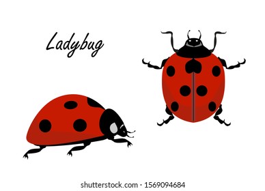 Ladybug vector on a white background. Ladybug or ladybird vector graphic illustration, isolated. Cute simple flat design of beetle.