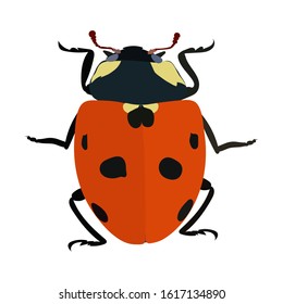 Ladybug vector on a white background. Ladybug or ladybird vector graphic illustration, isolated. Cute realistic flat design of beetle. Place for text. Easy to use. Zoology. Black and red bug. Eps10