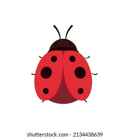 Ladybug vector. ladybug on white background. wallpaper. symbol.