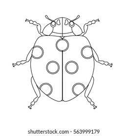 ladybug in vector on white background