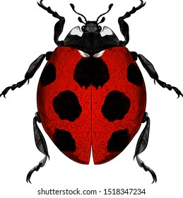 ladybug vector red with black spots realistic