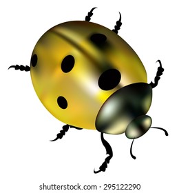 ladybug vector red illustration colored beetle insect