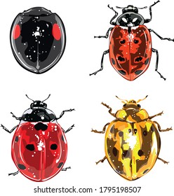 Ladybug vector set etc, isolated on white background for book illustration - Vector