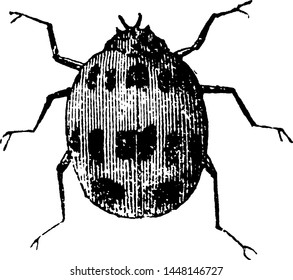 Ladybug, vintage engraved illustration drawing.