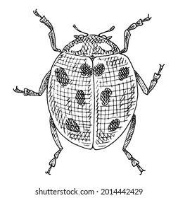 Ladybug. Vintage vector hatching monochrome black illustration. Isolated on white background. Hand drawn ink design