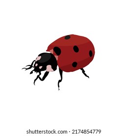 Ladybug with white background, the best Cartoonist ladybug vector illustration
