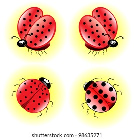 ladybugs